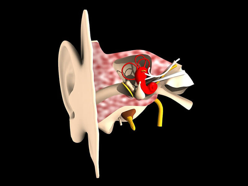 Erik's Hearing Care ear diagram